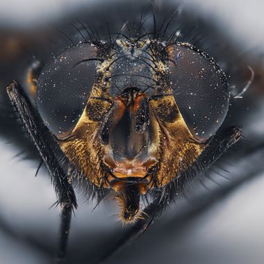 Juancarlosescalera en Hamelin: Fauna  (Dos Hermanas),  retrato a una mosca común #insectos #macro #retrato 