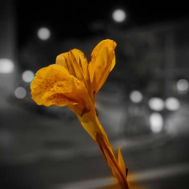 Jonathanmartinbedia0007 en Hamelin: Flora, 📸@
