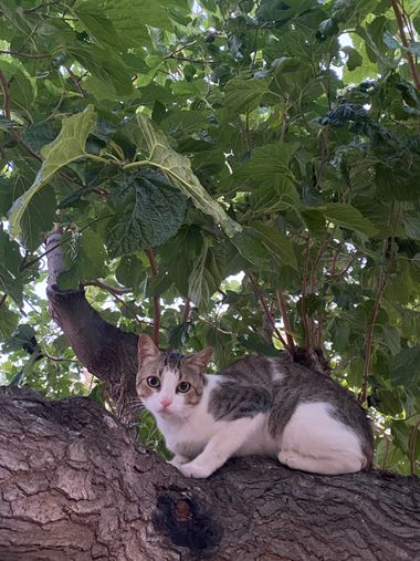 Katia en Hamelin: Fauna, #gato 