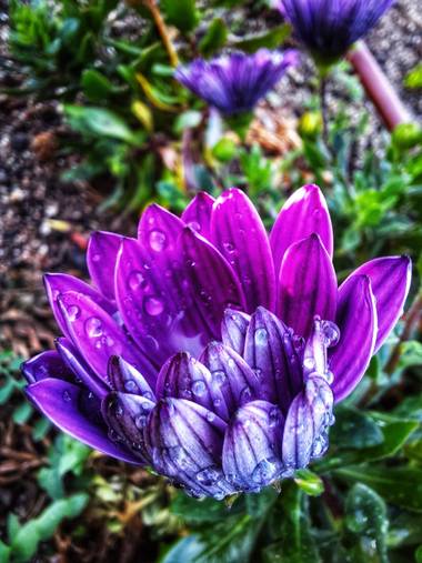 Naomi en Hamelin: Flora  (Barcelona), #flores#bajolalluvia 🌸☔