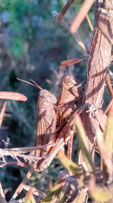 Solerantonio2 en Hamelin: Fauna  (Almería), Langosta migratoria