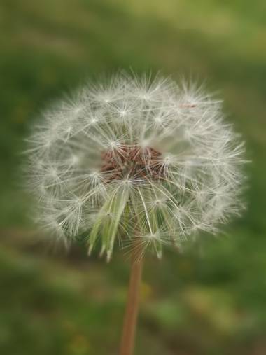 melany_ubeda en Hamelin: Flora  (Madrid), #dientedeleon #sinfiltros 