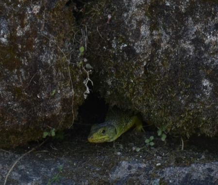 Solerantonio2 en Hamelin: Fauna  (Níjar), Lagarto ocelado