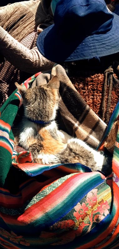 rosariohigueras08 en Hamelin: Paisaje  (Nuestra Señora de La Paz), #gato #bolivia 