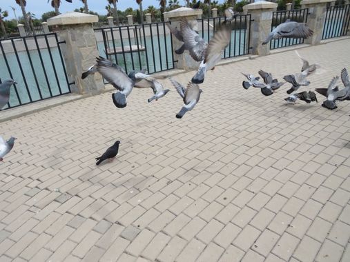 Solerantonio2 en Hamelin: Fauna  (Almería), Aves