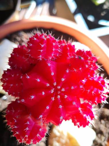 beatrizsioreimert en Hamelin: Flora  (Pontevedra), Gymnocalycium mihanovichii, Cactus#ingerto#divinocolor#