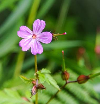 Eritz.cortazar en Hamelin: Flora  (Bilbao), Geranium robertianum, Hierba de San Roberto🌱

#geranium #purpureum #geraniumpurpureum #planta #plant #flor #fl...