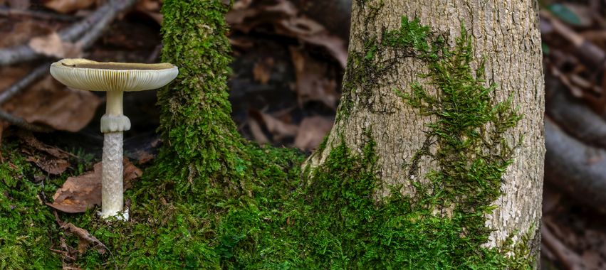 Ignicapillus en Hamelin: Observación  (Santa Maria de Besora), Panorámica con seta

Otra toma de la sesión fotomicológica que hice en septiembre del 2021 e...