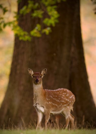 Jozsef Baricz en Hamelin: Fauna, In the autumn mood 🦌

#animal #animals #wildlifephotography #wild #wildlife #deer #nature #natural #outdoor #deers #colo...