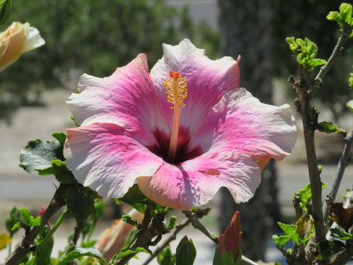 Solerantonio2 en Hamelin: Flora  (Almería), Planta