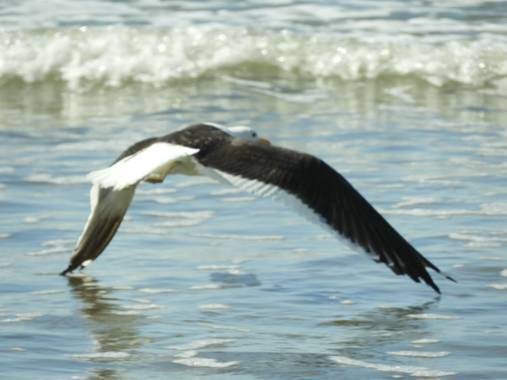 Rodrigo Tejeiro en Hamelin: Fauna  (Balneario Las Grutas), Larus dominicanus Lichtenstein, 1823, #aves21 