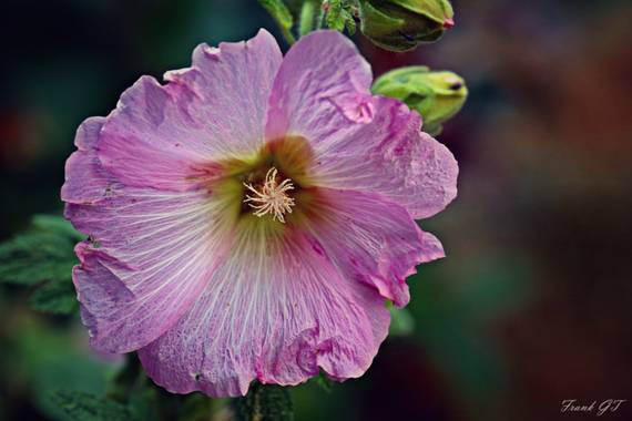 Frankgt48 en Hamelin: Flora  (Pedrezuela), #flora21