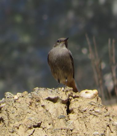 Solerantonio2 en Hamelin: Fauna  (Alboloduy), Phoenicurus ochruros (S.G.Gmelin, 1774), Ave