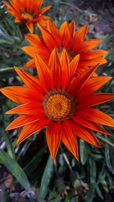 Cr93734 en Hamelin: Flora  (Buenos Aires), Gazania rigens, #gazania 