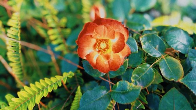 Andresaleszs en Hamelin: Flora, Rosa moyesii