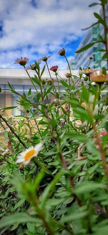 Ivancaicedo11 en Hamelin: Paisaje  (Bogotá, D.C.), #flores en el suelo #paisaje urbano #ciudadela empresarial# Bogotá 