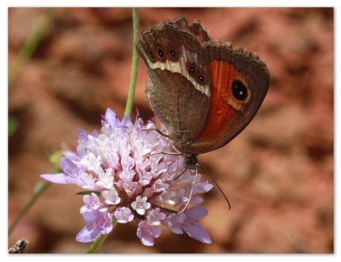 barbanegra707 en Hamelin: Fauna  (Esplugues de Llobregat), pyronia bathseba, #Lobitolistado #cumplehamelin 
