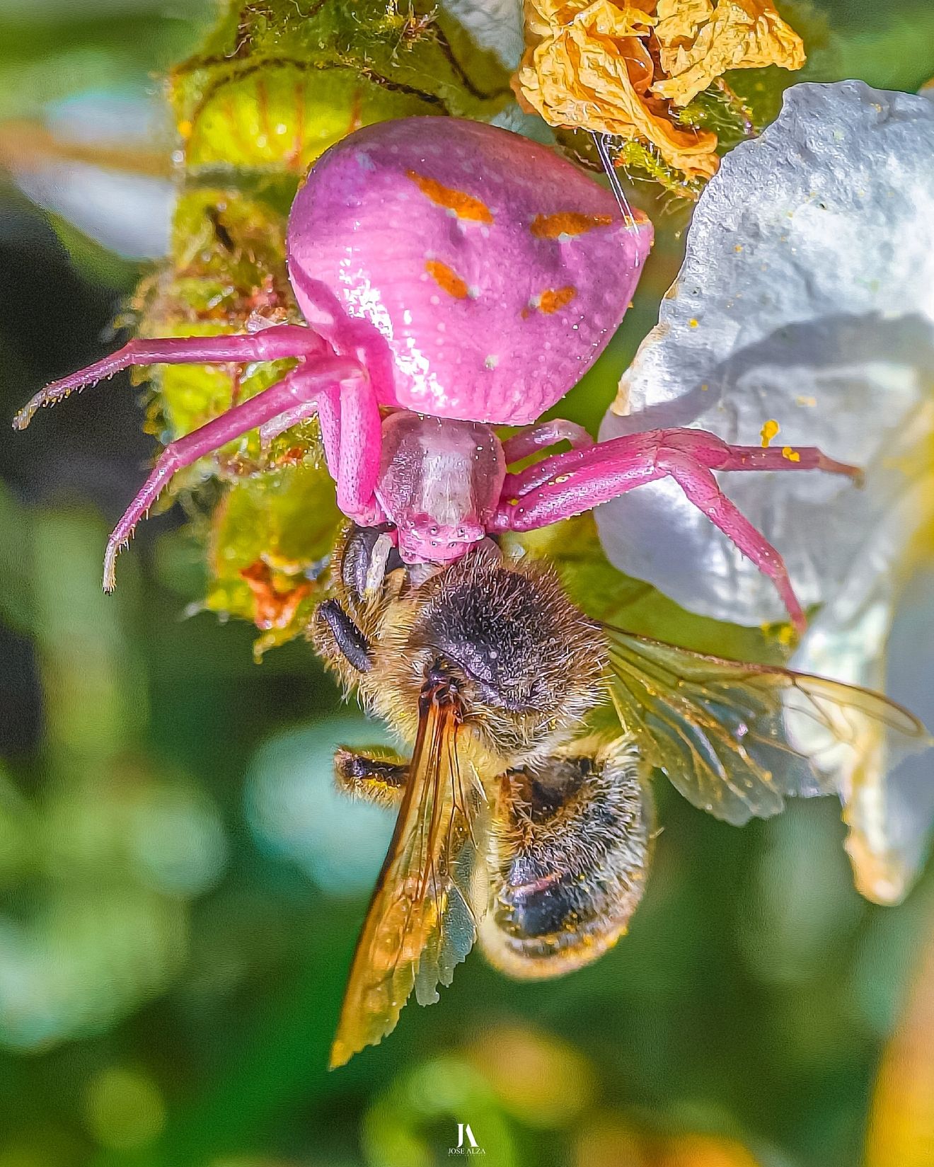 “Araña cangrejo” (Thomisus onustus)​​ capturando una abeja