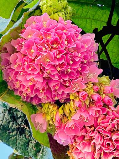 su en Hamelin: Flora  (Gelves), Dombeya wallichii, Flores de primavera 