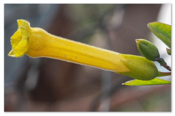 barbanegra707 en Hamelin: Flora  (l'Hospitalet de Llobregat), #Palán palán