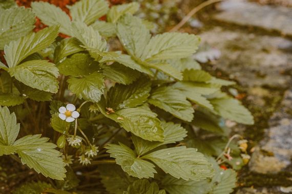 Elenagil.ph en Hamelin: Flora, Fragaria vesca, #fresa #planta #naturaleza #flower #natura_love 