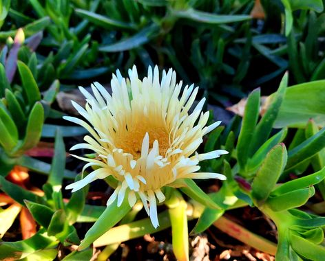 Naomi en Hamelin: Flora  (Estepona), Carpobrotus edulis, #flores 🌼
