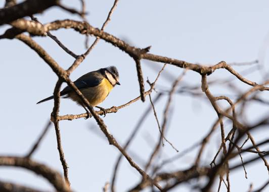 ramonportellano en Hamelin: Fauna  (Faraján), Cyanistes caeruleus caeruleus, El herrerillo común ​ es una especie de ave paseriforme de la familia Paridae....