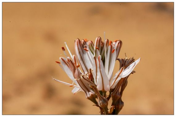 barbanegra707 en Hamelin: Flora  (Torre de Miguel Sesmero), #Gamón
