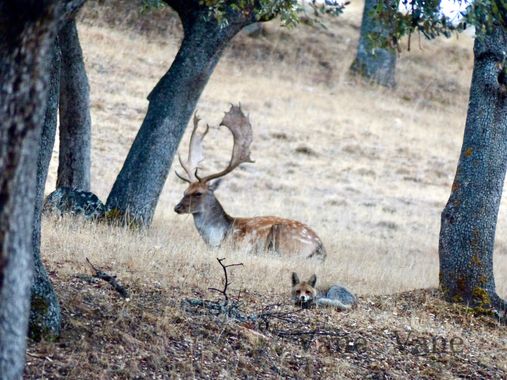 Vanerita en Hamelin: Fauna, Dama dama (Linnaeus, 1758), #gamo y #zorro. no es la foto perfecta pero el momento es único. 