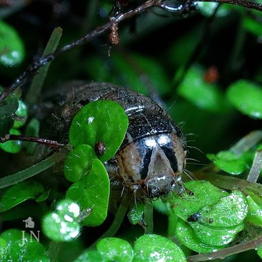 juan_ng en Hamelin: Fauna  (Jerez de la Frontera), Close up...