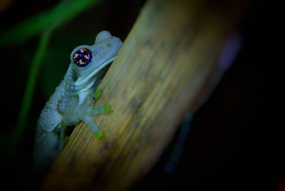 sujkp83 en Hamelin: Fauna, Anura (Amphibia)
Rana🐸