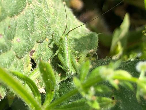 Naturalezadebarrio en Hamelin: Fauna  (Calafell), Perfecto camuflaje al nacer .#insectosenpeligrodeextincion#naturalezadebarrio#cambioclimatico#primavera@n...