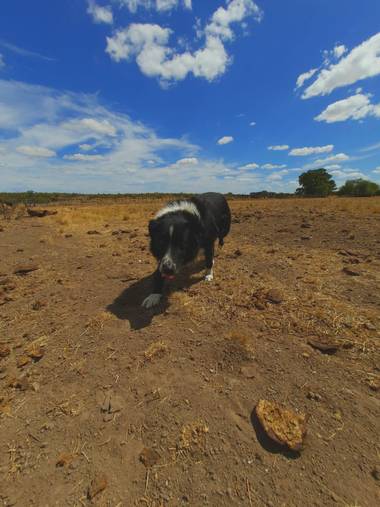 mjg06011986 en Hamelin: Fauna  (Patagones), Genaro