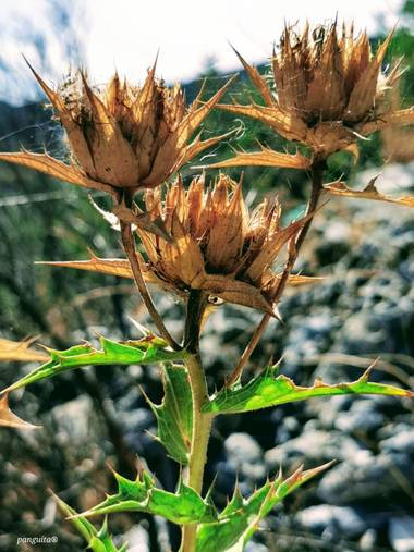 Patricia Anguita  en Hamelin: Flora, #florseca#hojasverdes#campo#flor#