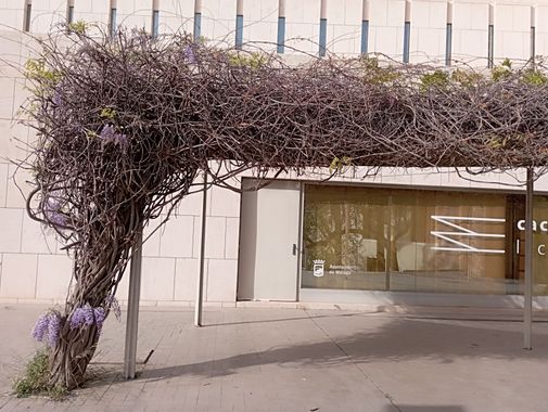 Elenervus en Hamelin: Flora  (Málaga), Wisteria sinensis, #arboles #arboles con flores 