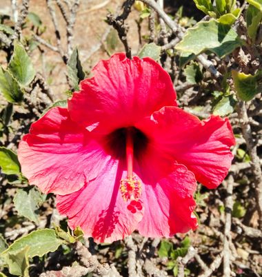 Solerantonio2 en Hamelin: Flora  (Almeria), Planta