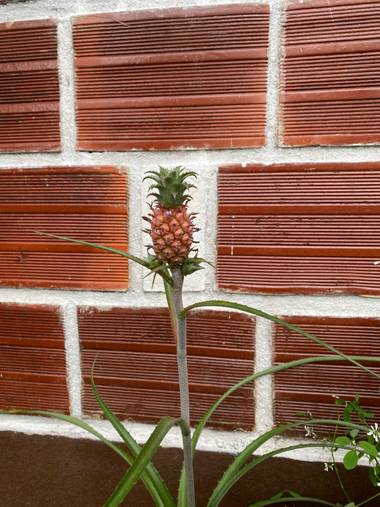 marigoz480 en Hamelin: Flora  (Tame), Ananas comosus, #piñaenana