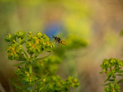 ComunicarCaminante en Hamelin: Fauna  (Sinnai), Suspendida 

#insectos #avispas #avispa #insecto #insect #phonature #hamelin 