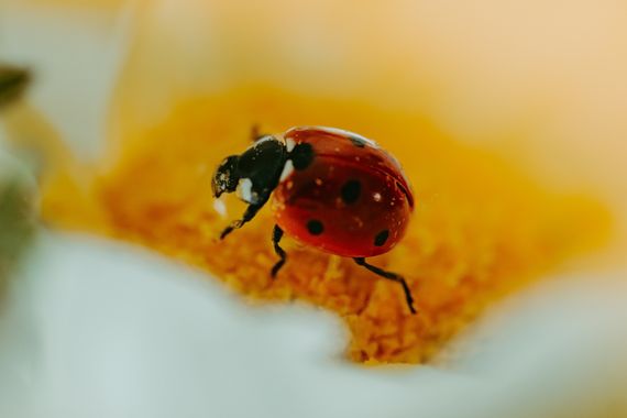 Elenagil.ph en Hamelin: Fauna, #bichos #insectos #naturaleza 