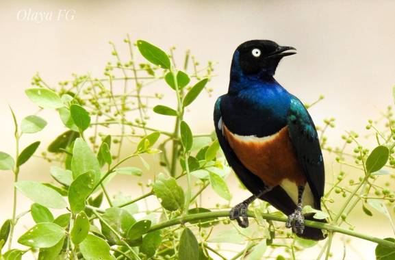 olaya96fg en Hamelin: Fauna  (Kajiado), Lamprotornis superbus Rüppell, 1845, #Aves21