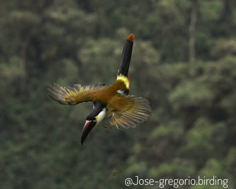 Gregoriovalencia2009 en Hamelin: Fauna  (Manizales), Andigena nigrirostris (Waterhouse, 1839), @jose-gregorio.birding @elcolordemireves @pajariando ando