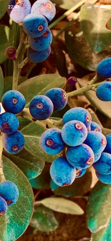m.ayibiza2017 en Hamelin: Flora  (Málaga), Capullos de las rosas