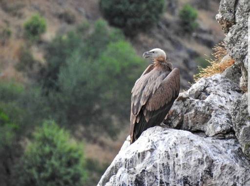 María G Terrones en Hamelin: Fauna  (Serradilla), Buitre Leonado en el Parque Nacional de Monfragüe 
