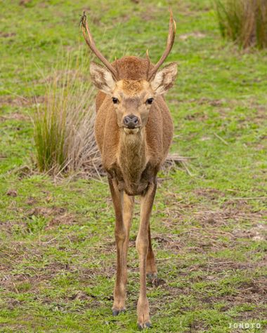 Ignoto en Hamelin: Fauna  (Almonte)