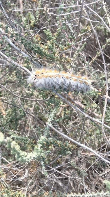 Solerantonio2 en Hamelin: Fauna  (Costacabana), Insecto