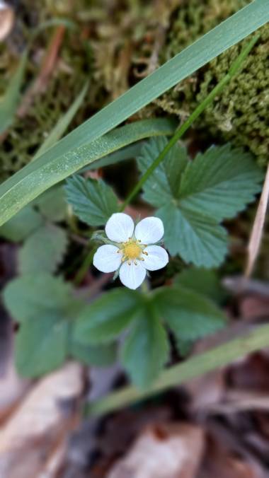 Corina en Hamelin: Flora  (Bernedo), Flor de fresa silvestre🌸