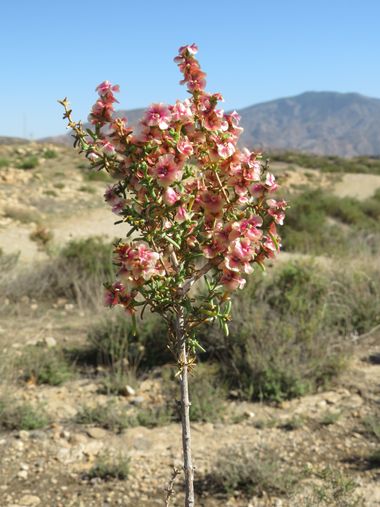 Solerantonio2 en Hamelin: Flora  (Almería), Soda oppositifolia, Planta