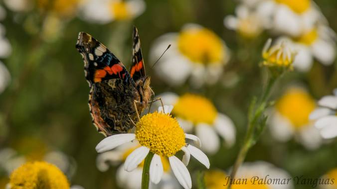 Jmpyanguas  en Hamelin: Fauna, Vanessa atalanta (Linnaeus, 1758)