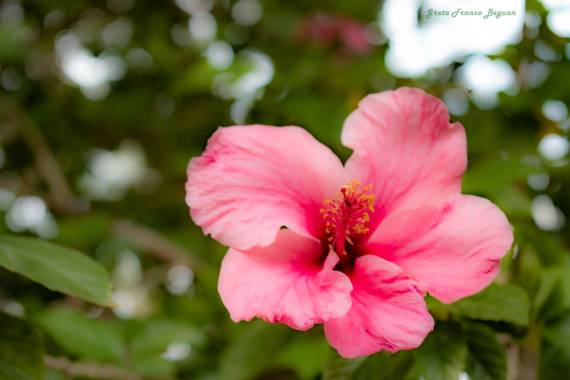 Greta franco beguan en Hamelin: Flora, Hibiscus rosa-sinensis, #Naturaleza #Nature 
#Natural #nikon 
#Fotos #artista 
#visual #Shooting #Shoot #photograph...