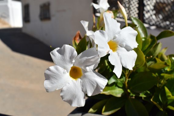 Solerantonio2 en Hamelin: Flora  (Almería), Mandevilla laxa, Planta